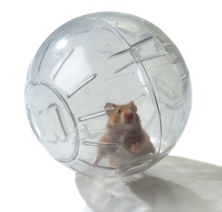 Image result for hamster ball
